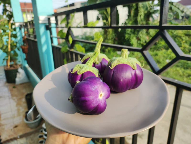 Menumbuhkan Terung Mawar