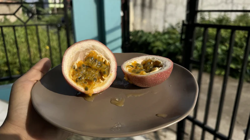 Sepak Terjang Markisa M571